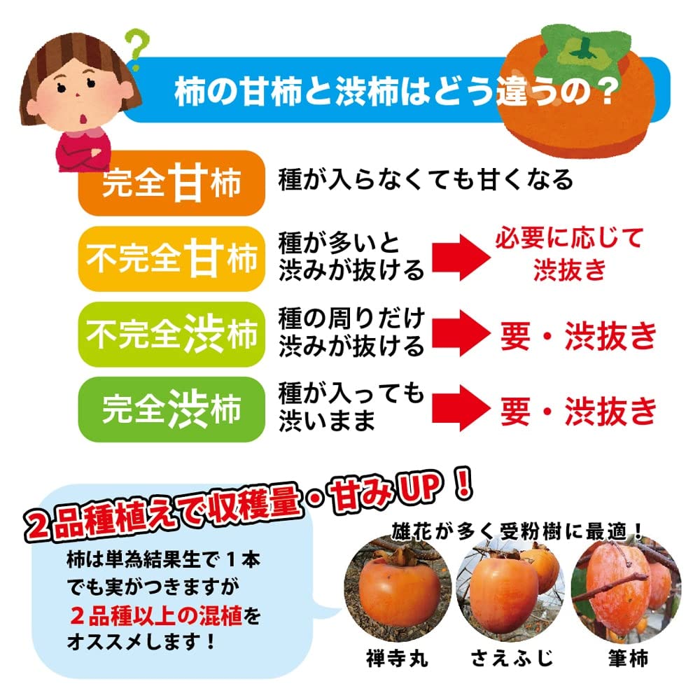 Amazon | 柿の苗木 【松本早生富有】 完全甘柿 1年生接木苗 | 果物